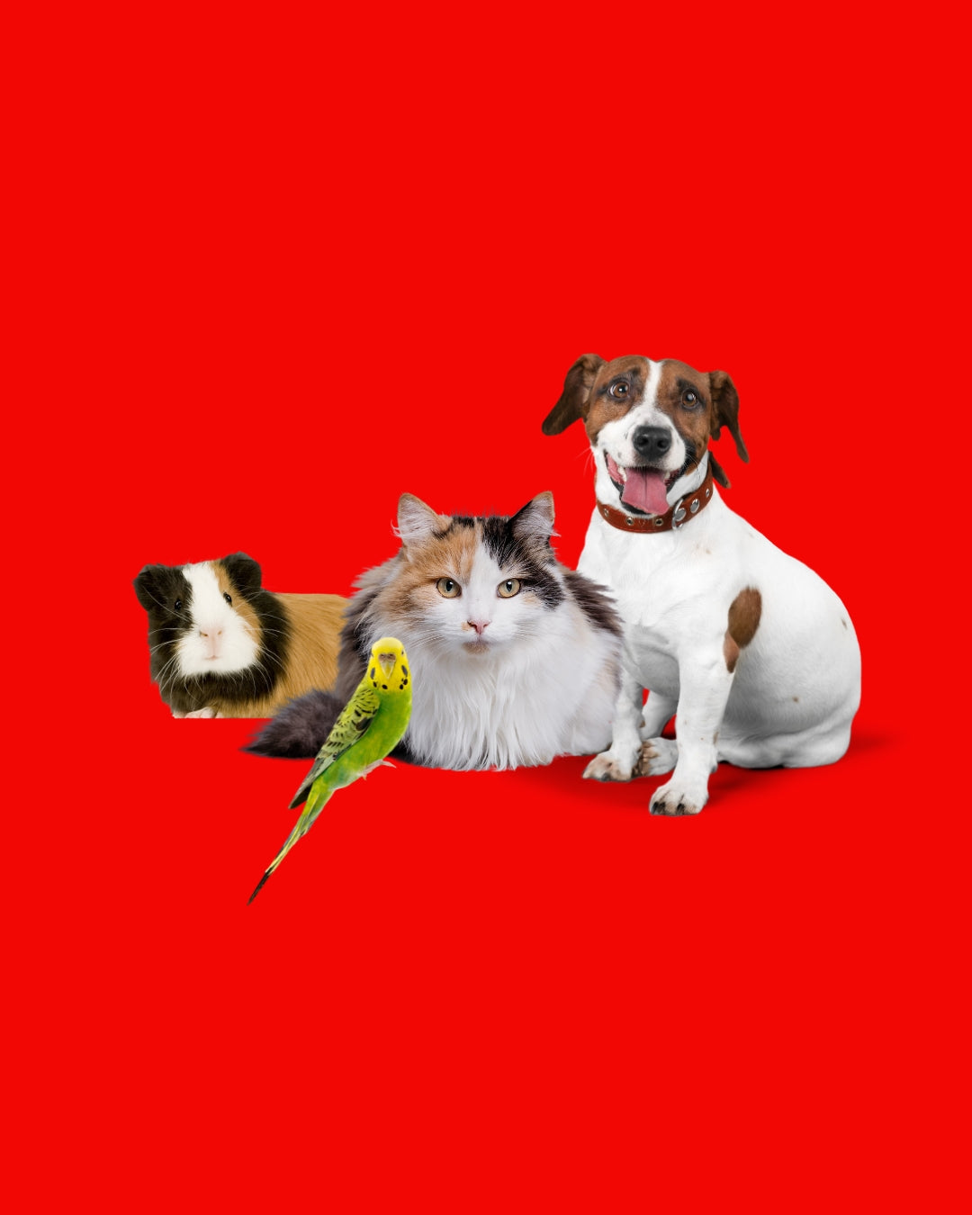 Artigos para PET