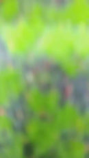 Saleiro e Pimenteiro Coca-Cola Vidro e Inox  - Hauskraft